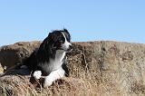 BORDER COLLIE 107